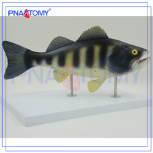 PNT-0822 Modèle anatomique du poisson, modèle de dissection du poisson